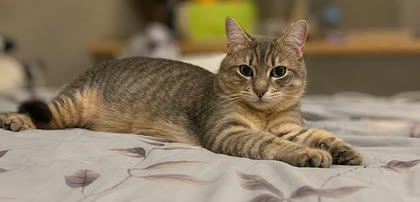 Bagis the cat