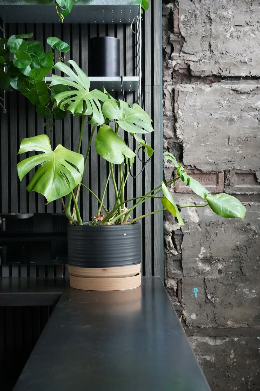 Crabshakk — planting against the slatted interior